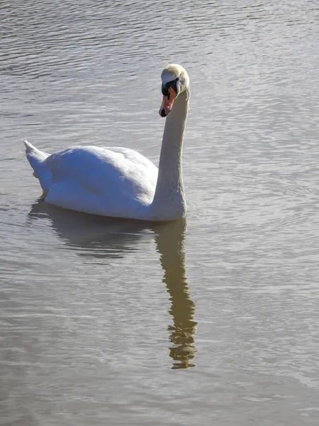 Lovitură Verticală Unei Frumoase Lebede Albe Înotând Lac — Fotografie, imagine de stoc