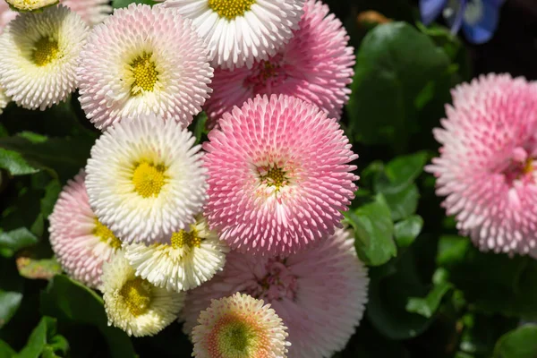 Tetején Kilátás Rózsaszín Fehér Bellis Perennis Teljes Virágzik Nap Folyamán — Stock Fotó