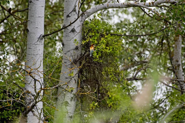 Hermoso Colorido Pájaro Las Ramas Los Árboles — Foto de Stock