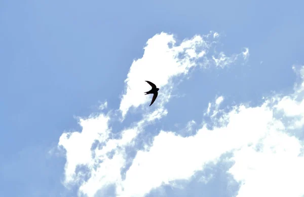 Una Casa Comune Martin Uccello Che Vola Cielo Nuvoloso — Foto Stock