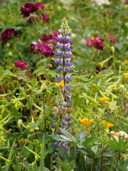 Gros Plan Vertical Fleurs Violettes Roses Capturées Pendant Journée — Photo