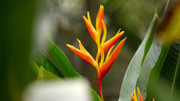 Una Macro Toma Una Hermosa Flor Heliconia Bajo Luz Del —  Fotos de Stock