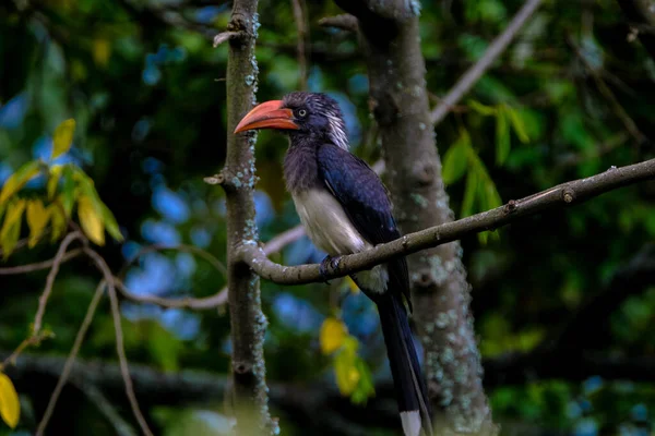 Tiro Foco Seletivo Pássaro Tropical Galho Árvore — Fotografia de Stock
