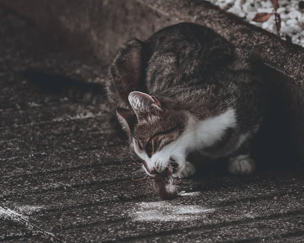 Sebuah Tembakan Closeup Kucing Makan Tikus — Stok Foto