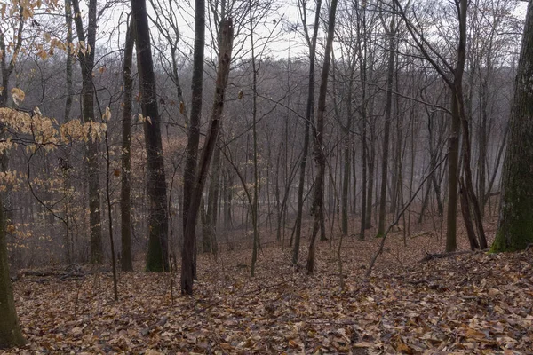 Ein Faszinierender Blick Auf Herbstbäume Wald Unter Bewölktem Himmel — Stockfoto