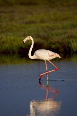 The beautiful pink flamingo in the lake in Spain clipart
