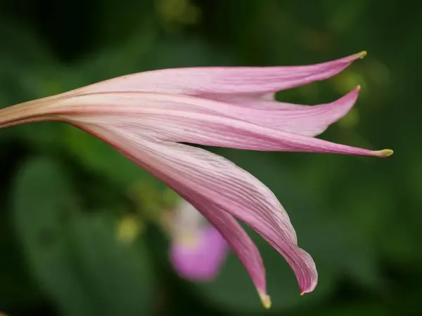 Gündüz Yakalanan Pembe Çiçeğe Yakın Çekim — Stok fotoğraf