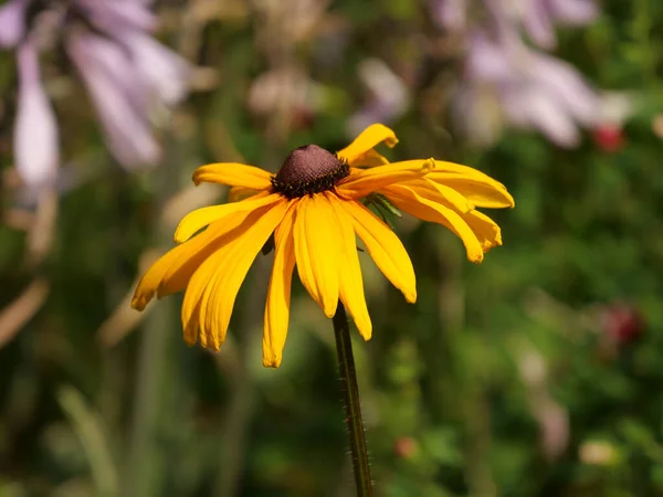 Primer Plano Enfoque Superficial Flor Planta Llamada Susan Ojos Negros — Foto de Stock