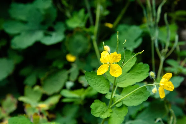 Colpo Fuoco Superficiale Piccoli Fiori Gialli Uno Sfondo Verde — Foto Stock