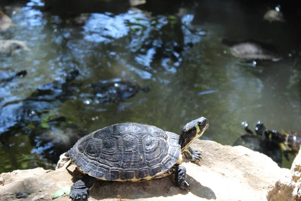 Closeup Shot Swamp Turtle Next Water — Stock Photo, Image