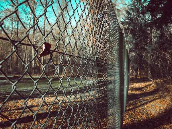 Ένας Σιδερένιος Φράχτης Στο Δάσος Φθινόπωρο — Φωτογραφία Αρχείου