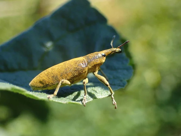 Selective Focus Shot Lixus Algirus Beetle Standing Green Leaf — Stock Photo, Image