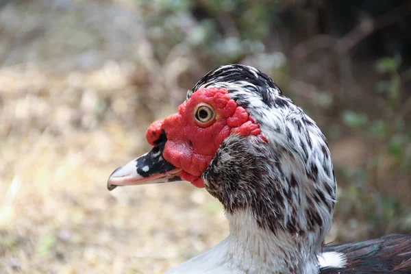 一只红白相间的鸭子在模糊的背景下的特写镜头 — 图库照片
