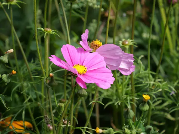 Primo Piano Bellissimo Cosmo Bipinnato — Foto Stock