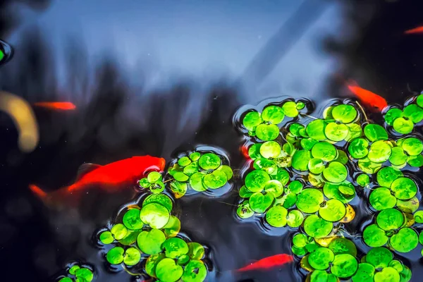 A closeup of small red fishes in a pond and green duckweed floating on the water surface