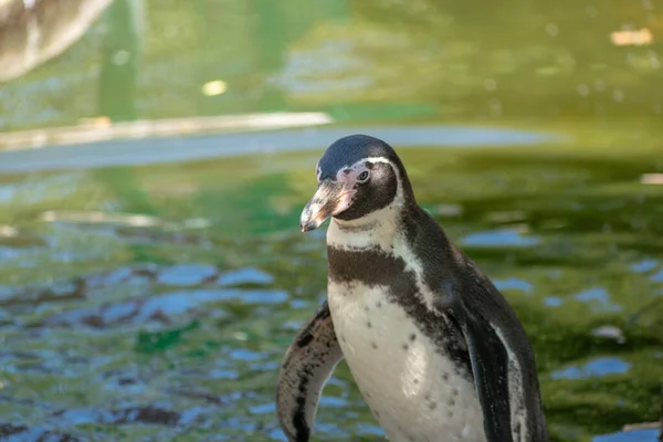 Крупный План Очаровательного Пингвина Гумбольдта Возле Пруда Зоопарке — стоковое фото