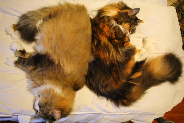 Sibirya Kedilerinin Yakın Çekimi — Stok fotoğraf