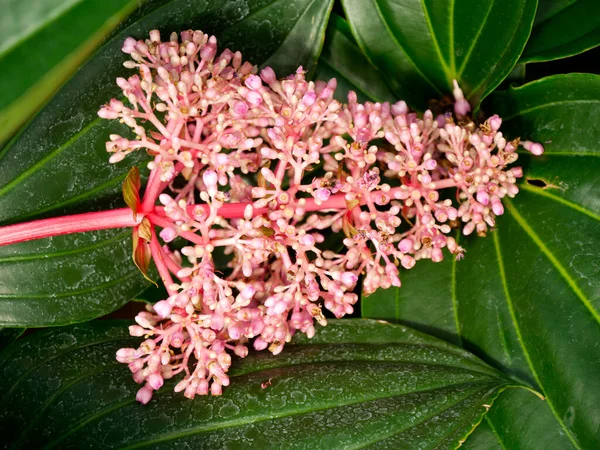 Güzel Bir Medinilla Çiçeğinin Yüzeysel Odak Noktası — Stok fotoğraf