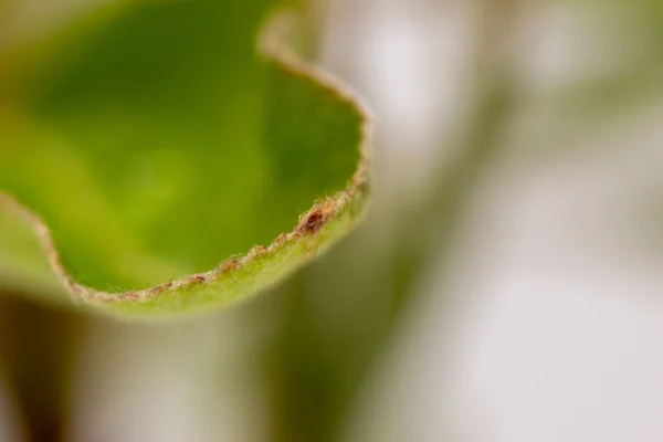 Plan Macro Une Feuille Plante Fraîche Verte — Photo