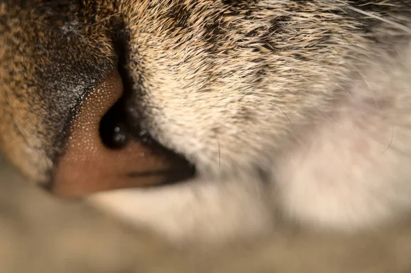 Una Macro Toma Nariz Gato —  Fotos de Stock