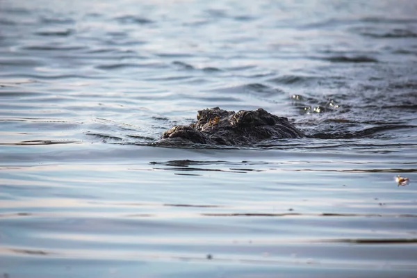 ワニがアフリカの湖で泳いでいます — ストック写真