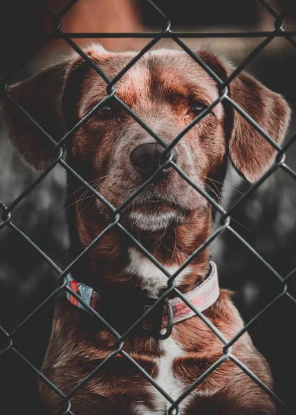 Vertical Shot Dog Metal Fence Wire — Stock Photo, Image
