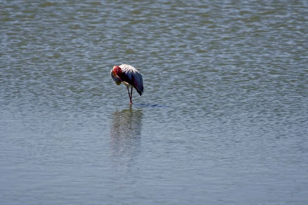 Piękne Ujęcie Flaminga Stojącego Wodzie — Zdjęcie stockowe