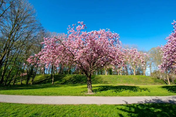 A winding pathway lined with beautiful cherry blossom trees on a fresh green lawn in a park