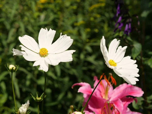 Gündüz Vakti Çekilen Beyaz Çiçeklerin Yakın Çekimi — Stok fotoğraf