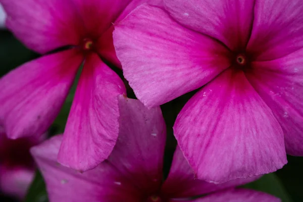 Een Close Van Mooie Guinea Bloemen — Stockfoto