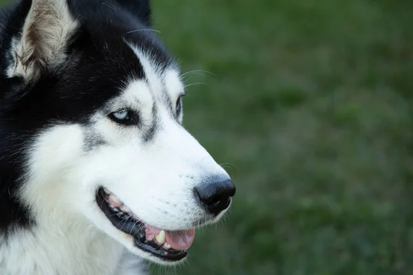 Detailní Záběr Rozkošný Nadýchaný Husky — Stock fotografie