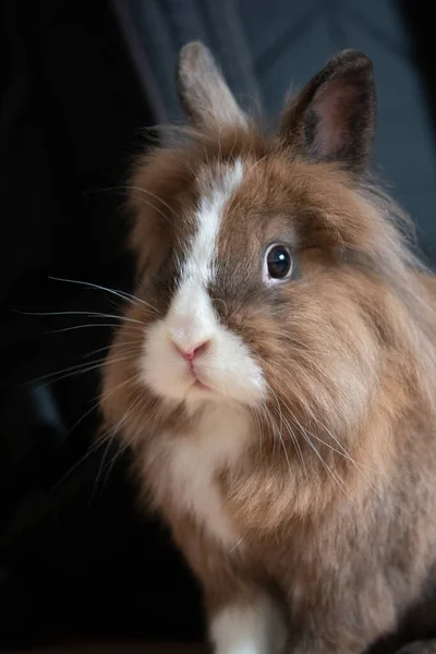 Vertikal Grund Fokus Närbild Bild Fluffig Brun Kanin — Stockfoto