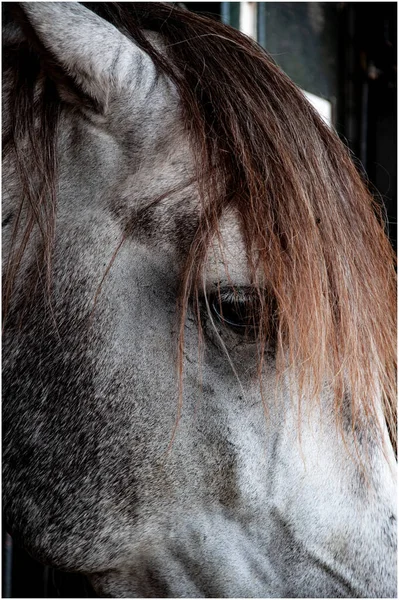 Look Horse Its Splendor Its Gleaming Hair — Stock Photo, Image