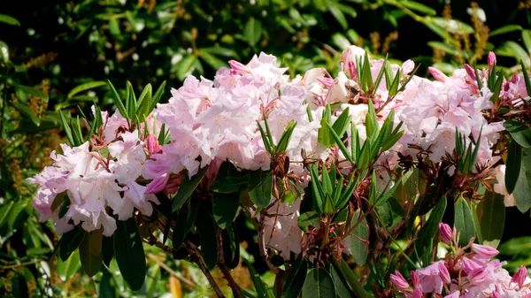 Egy Kalmia Latifolia Bokor Napfény Alatt — Stock Fotó