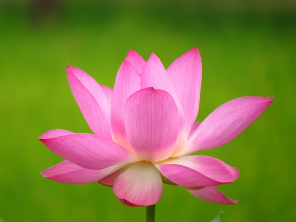 Een Closeup Shot Van Een Rose Lotus Bloem — Stockfoto