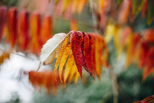 Tiro Close Folhas Outono Coloridas Com Bokeh Macio — Fotografia de Stock