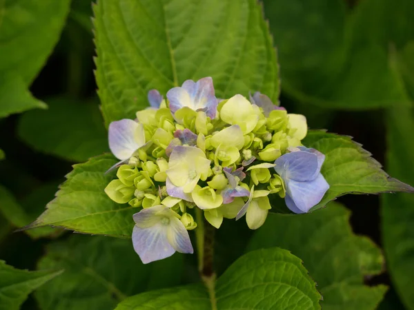 Een Close Shot Van Kleurrijke Hortensia Bloemen — Stockfoto