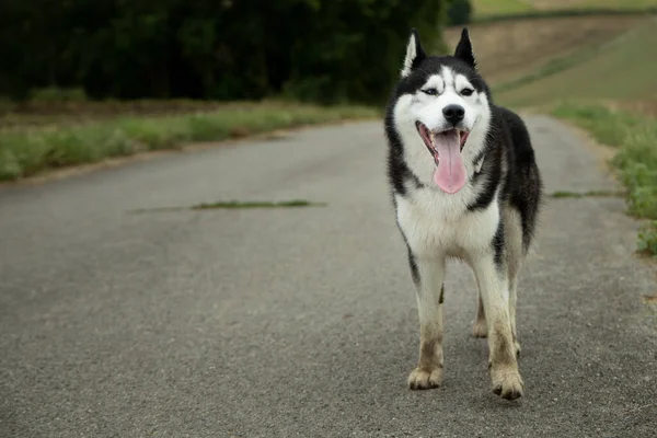 Egy Gyönyörű Kép Egy Imádnivaló Huskyról Homályos Háttérrel — Stock Fotó