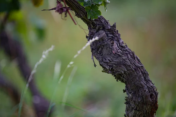 Closeup Shot Bark Grape Tree Vineyard — Stock Photo, Image