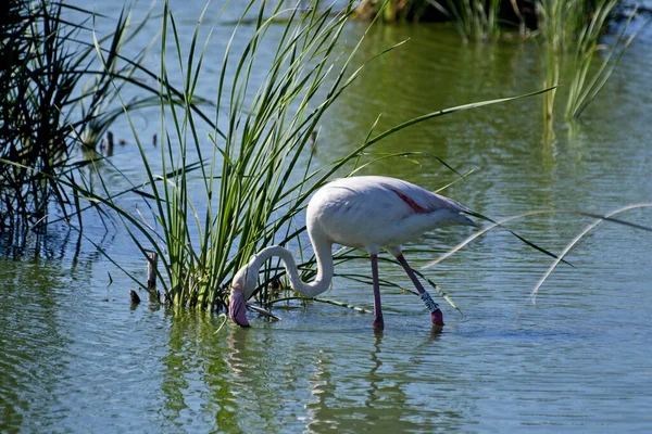 Belo Flamingo Bebendo Água Lago — Fotografia de Stock