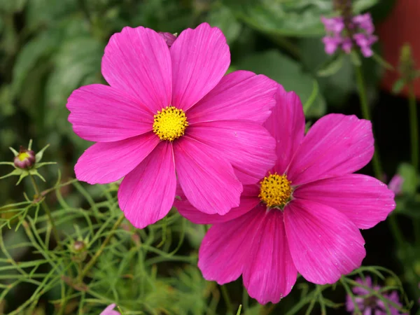 Primo Piano Fiori Rosa Giardino Catturato Durante Giorno — Foto Stock