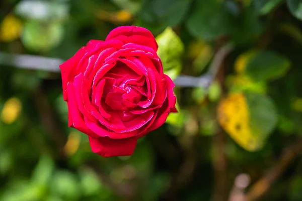 Selektywne Ujęcie Ostrości Różowej Róży — Zdjęcie stockowe