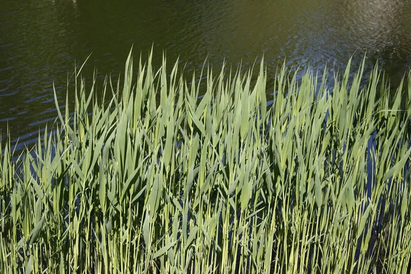 Sebuah Foto Closeup Rumput Hijau Dekat Kolam Pada Hari Yang — Stok Foto