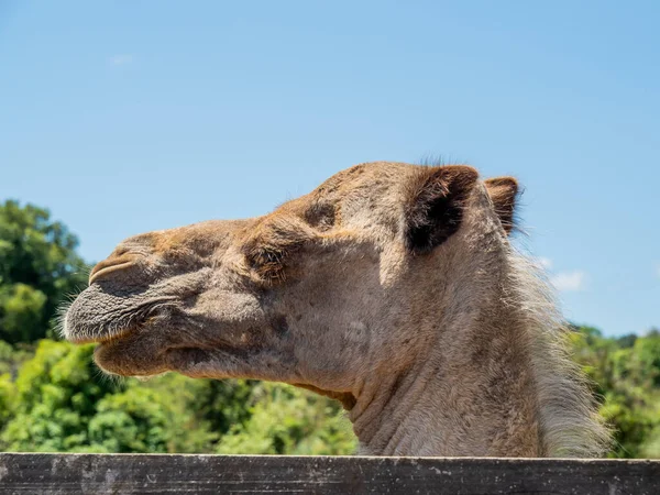 Nahaufnahme Eines Braunen Kamelgesichts Mit Naturhintergrund — Stockfoto