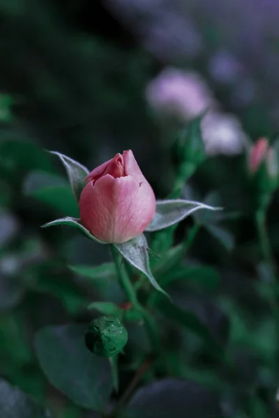 Eine Vertikale Aufnahme Einer Rosa Rosenknospe — Stockfoto