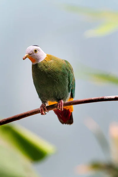 Gros Plan Une Colombe Fruitière Ptilinopus Perchée Sur Une Branche — Photo