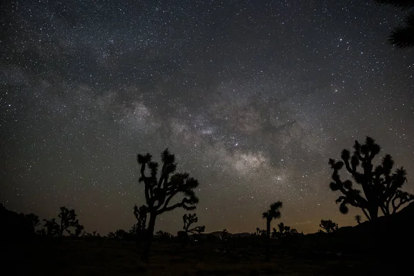 Una Hermosa Toma Árbol Joshua Noche Parque Nacional California — Foto de Stock