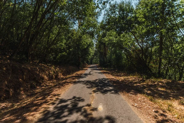 Drum Printr Pădure Verde Timpul Unei Zile Însorite Vară — Fotografie, imagine de stoc