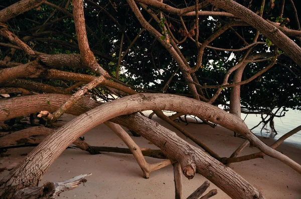 Tiro Árboles Trenzados Una Playa —  Fotos de Stock