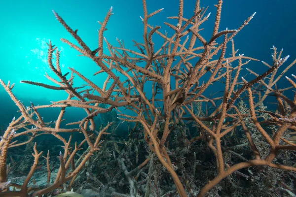 Beautiful Closeup Coral Called Hyacinth Birdsnest Water — Stock Photo, Image